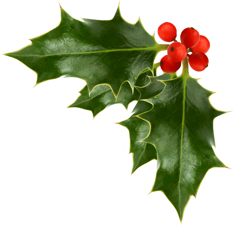 Mistletoe pics of christmas holly images cliparts clipart library