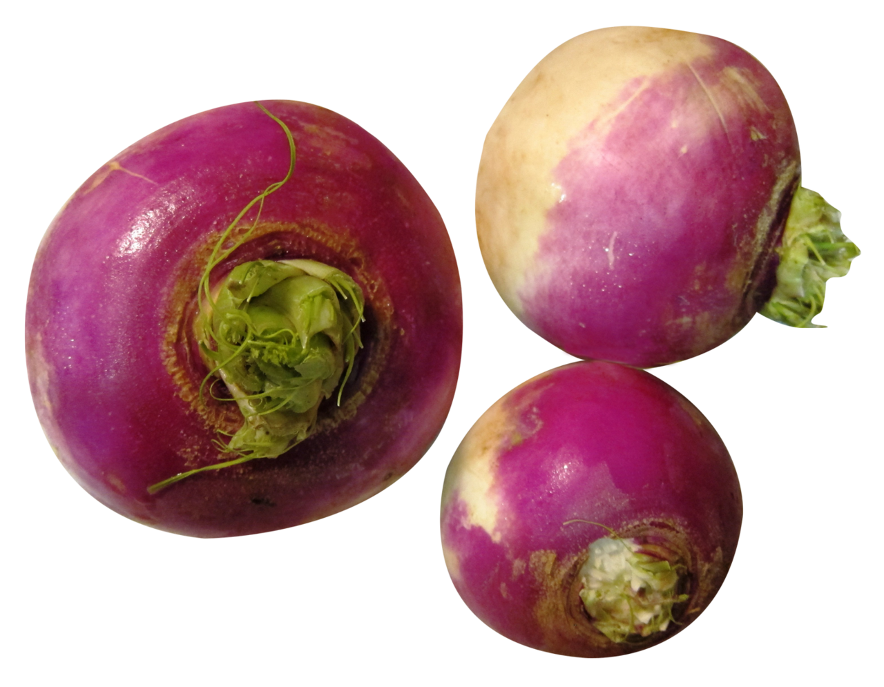 Vegetable turnip clipart picture