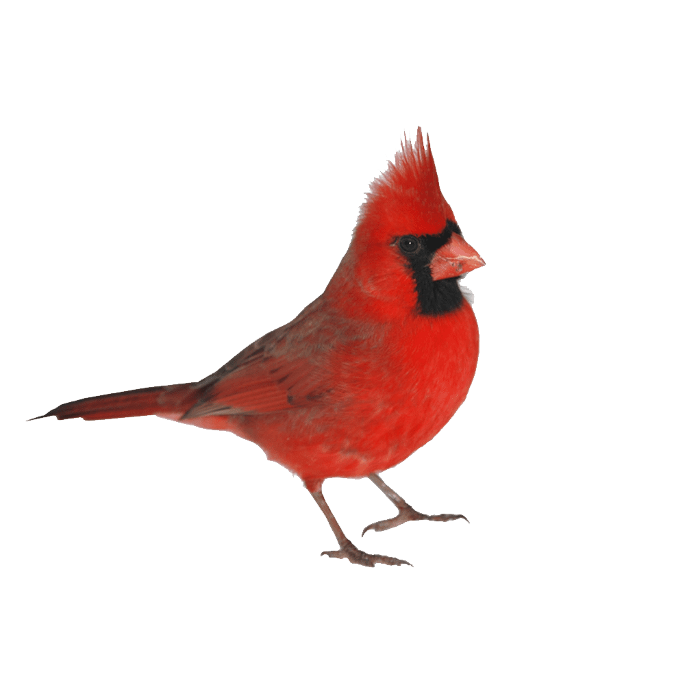 Cardinal card al images hd photo clipart