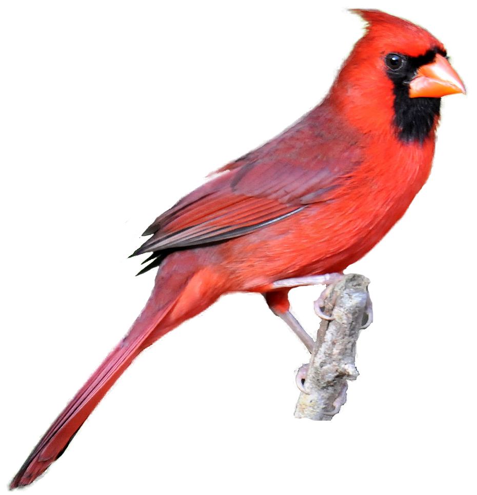 Background cardinal clipart