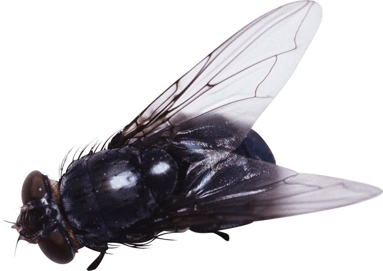 Fly clipart vector