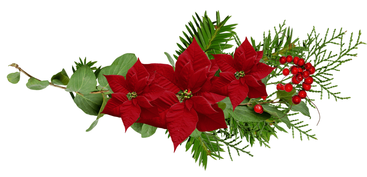 Poinsettia pin page clipart picture 2