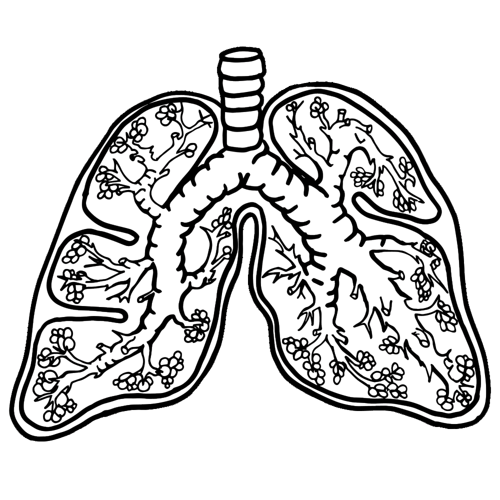 Lungs pin page clipart photo