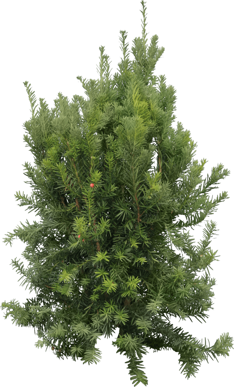 Pine tree pin page clipart picture 3