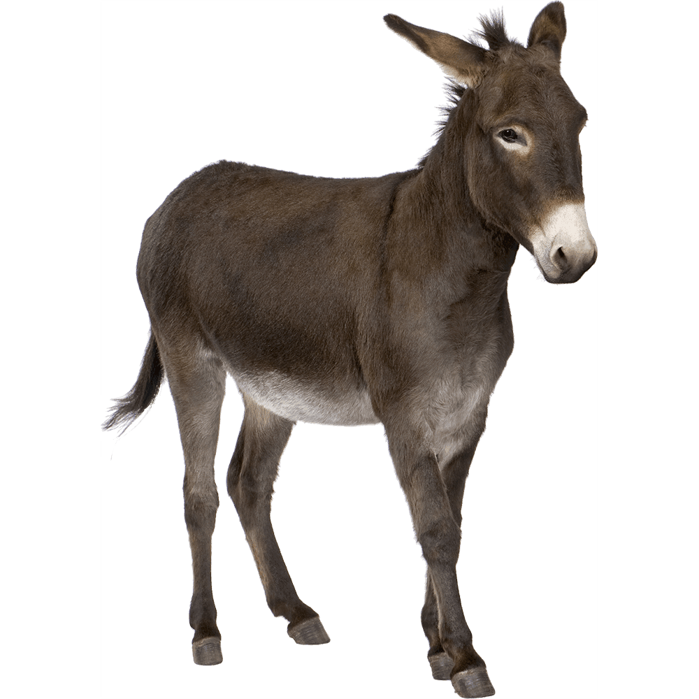 Donkey images hd photo clipart 2