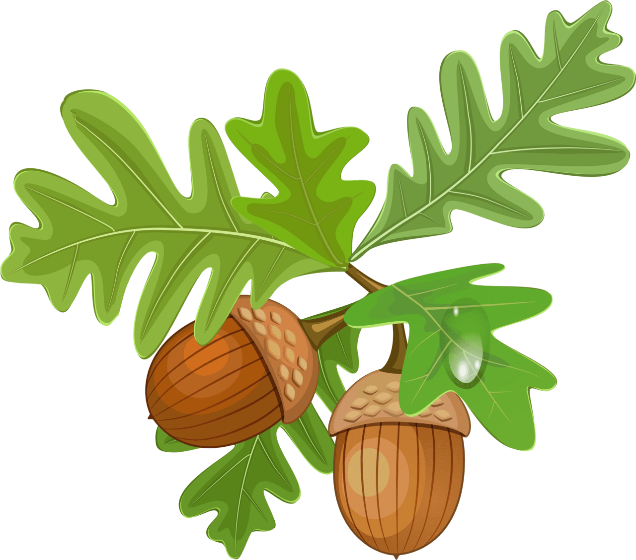 Leaves with acorn oak leaf and clipart image