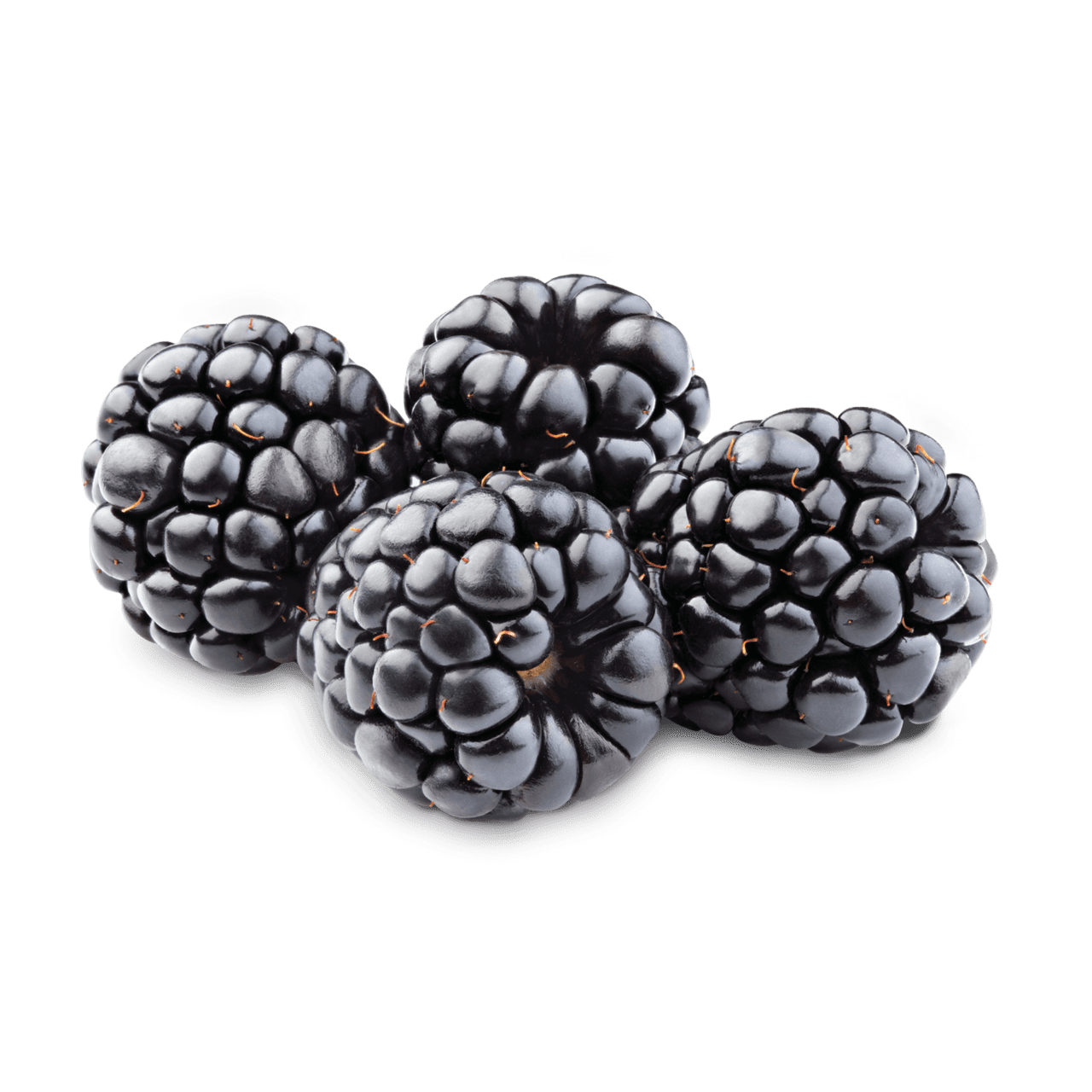 Blueberry blackberrys clipart image