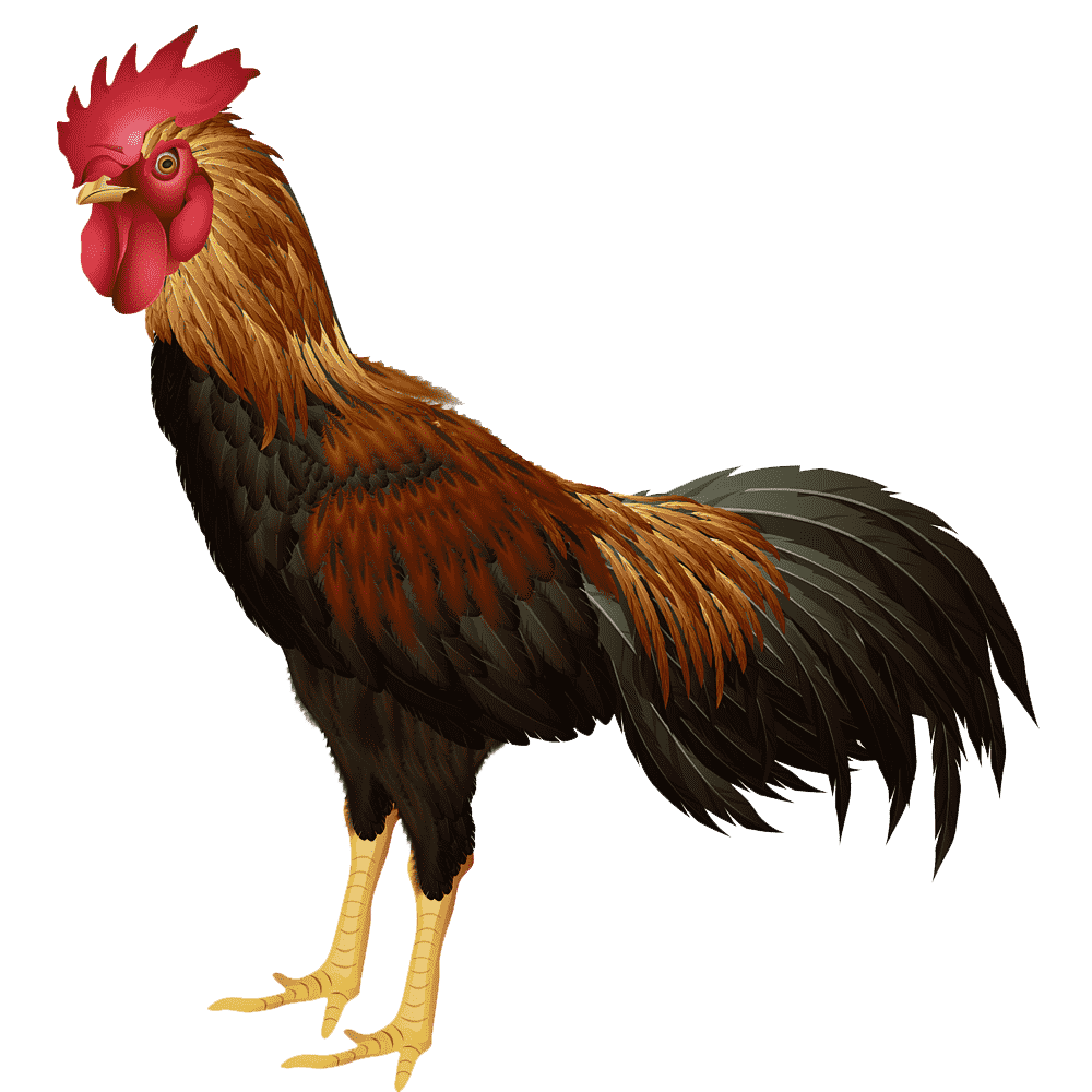 Rooster images hd photo clipart