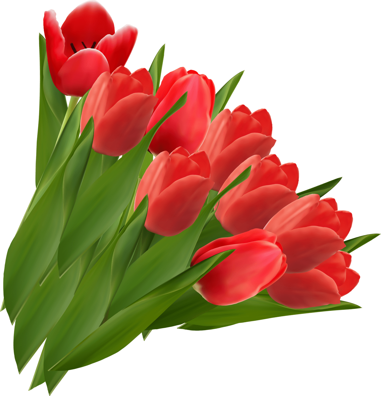 Tulip image with background clipart 4