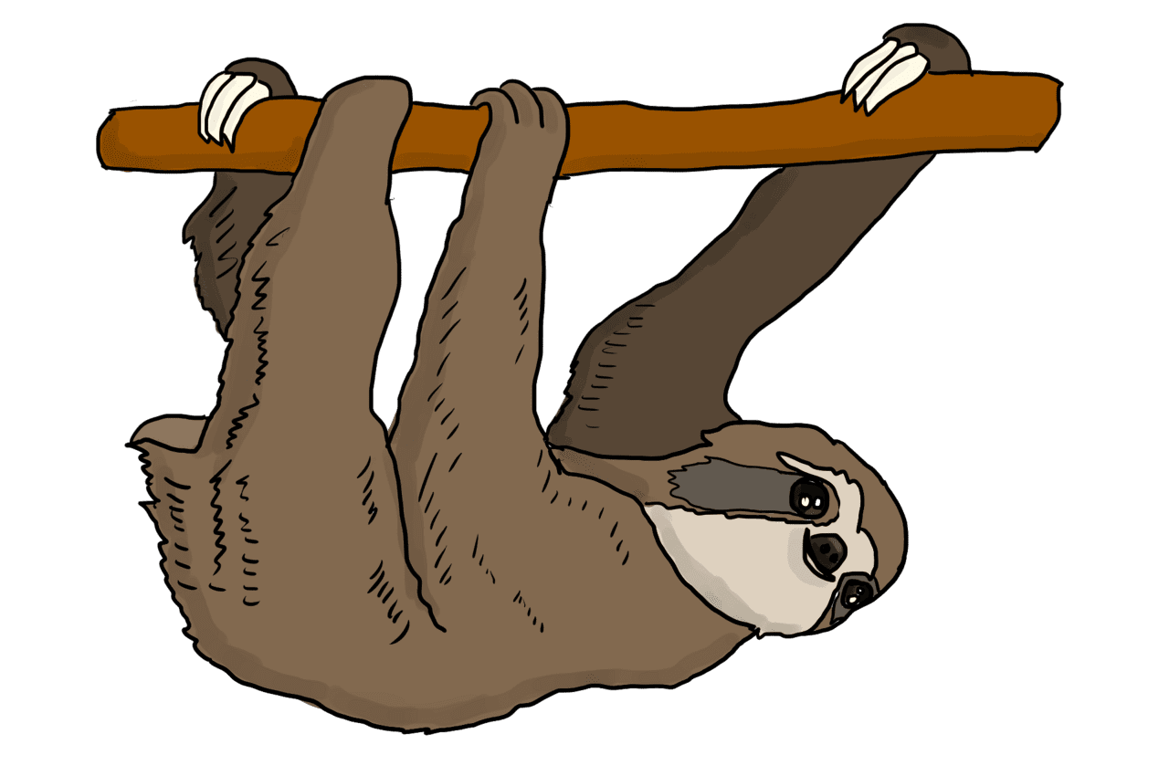 Sloth hanging from branch vector clipart images