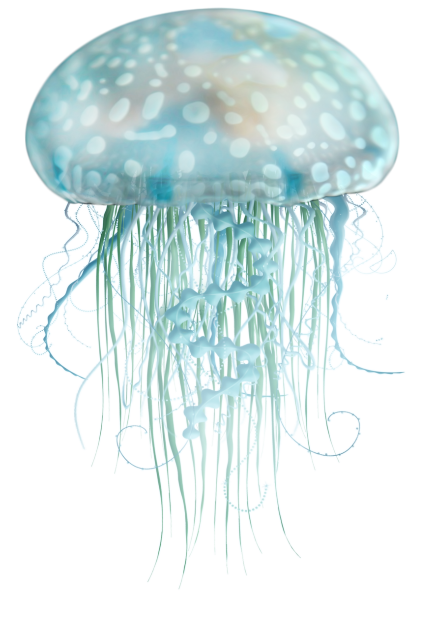 Jellyfish marinos clipart background