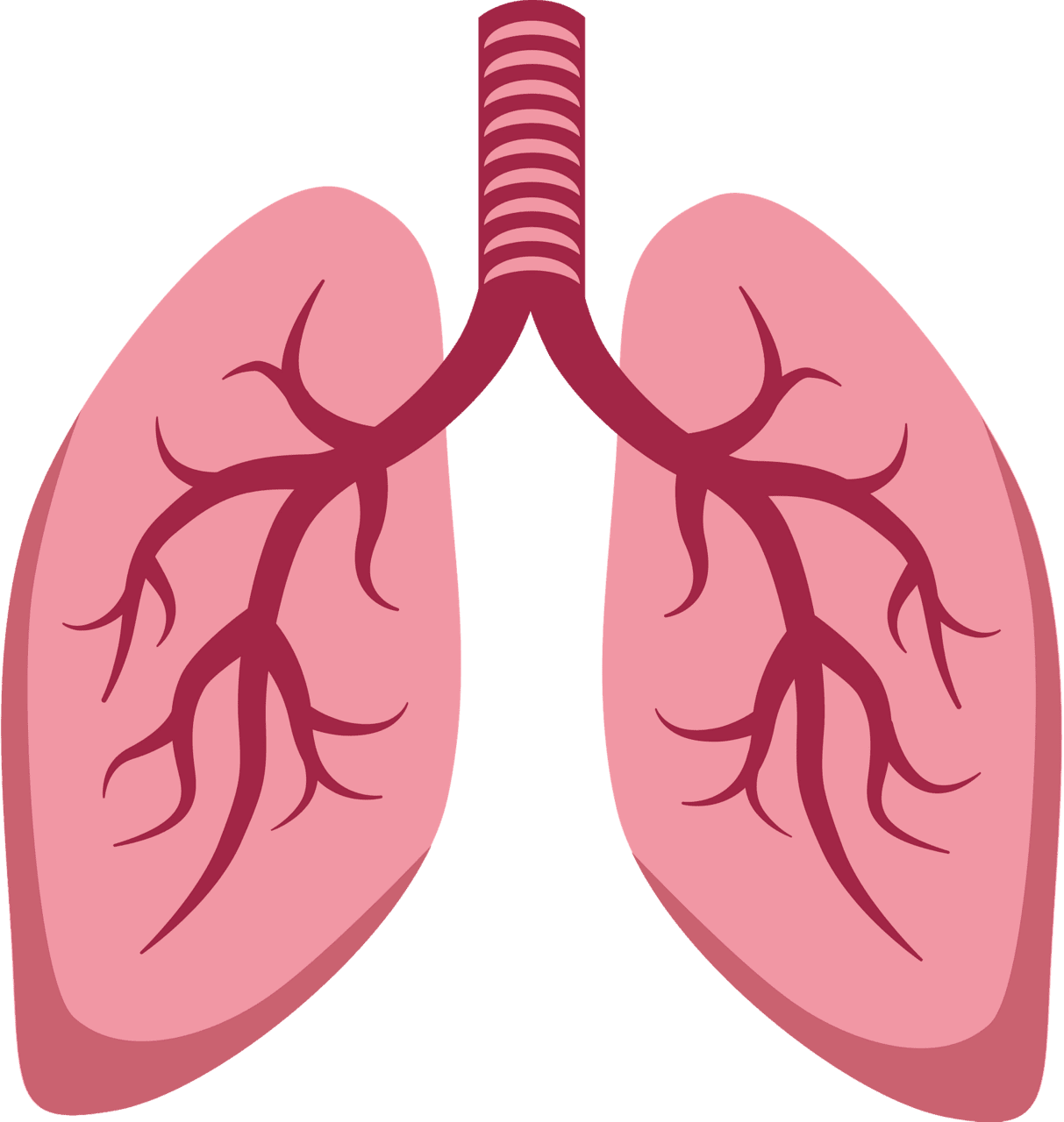 Lungs vector clipart images