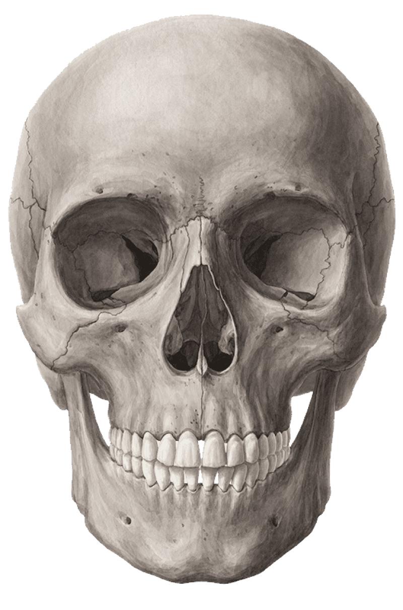 Bone skull clipart image