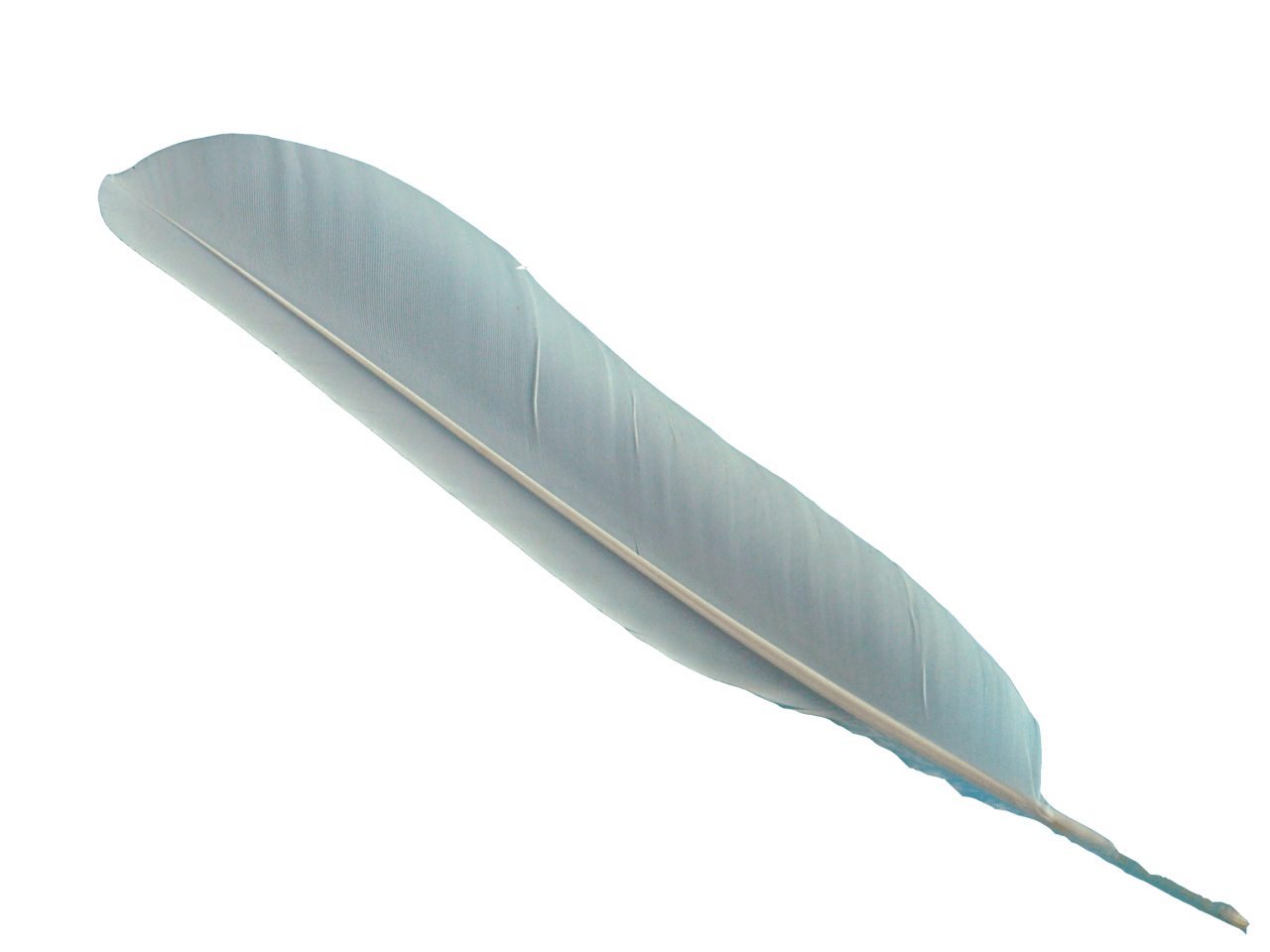 Feather pin page clipart background 2