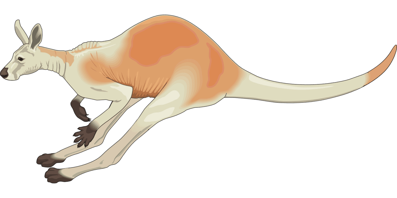 Kangaroo vector clipart images