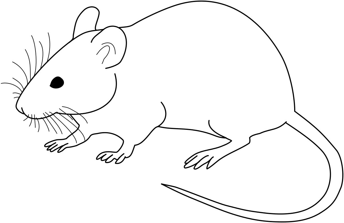 Id es de arthur these clipart noir et blanc souris domestique animaux labo rat oire background