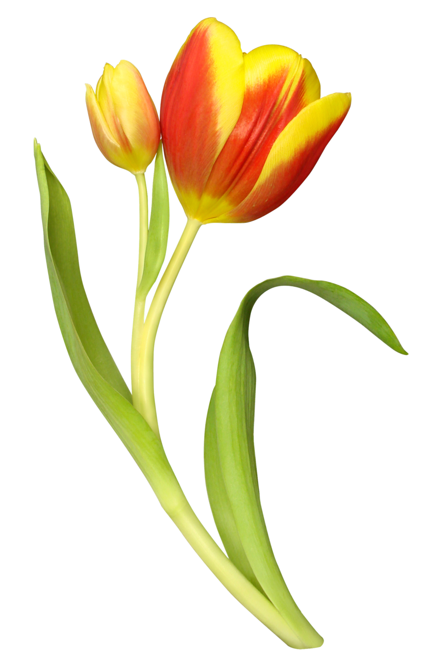 Tulip image with background clipart