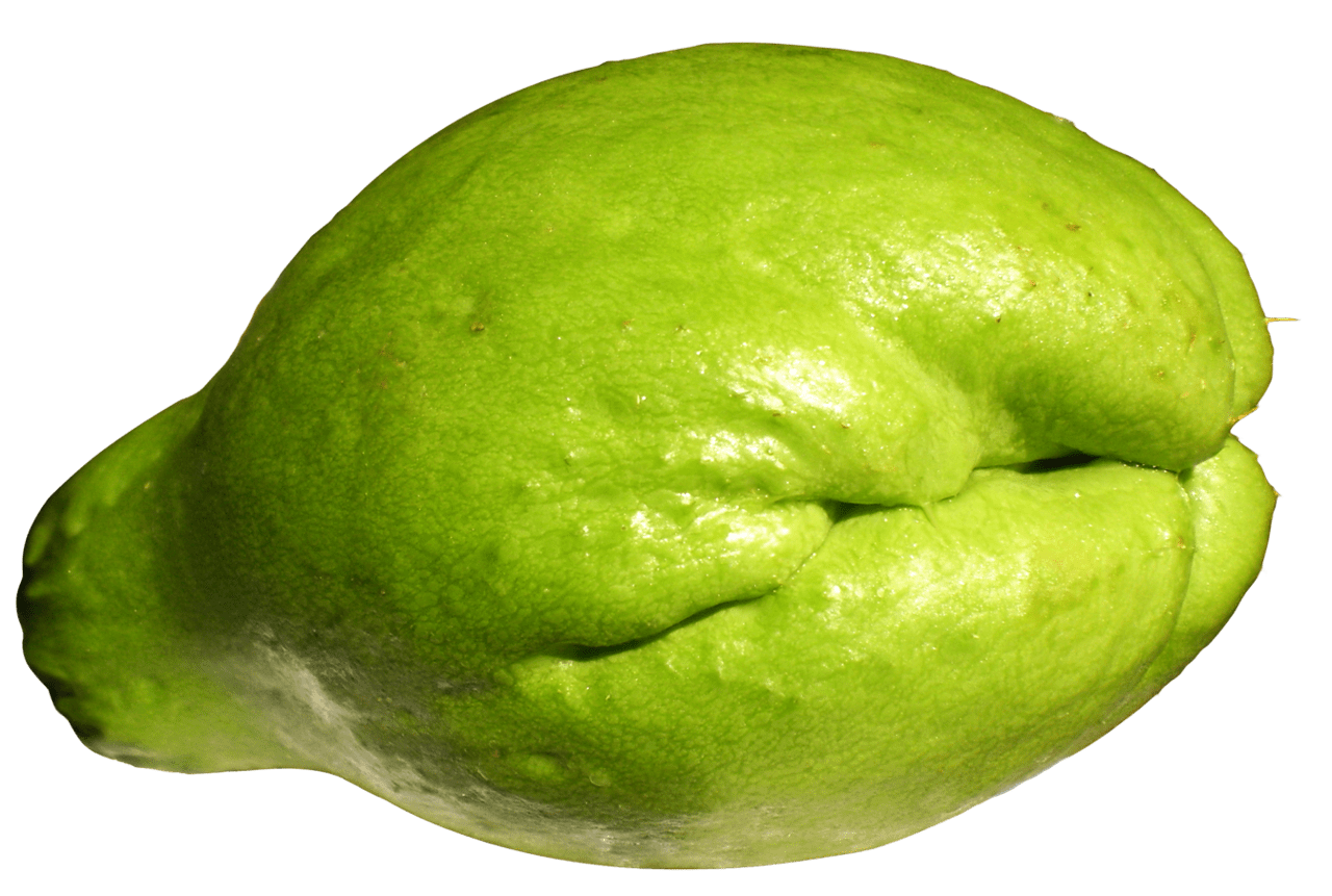 Vegetable fresh chayote clipart photo