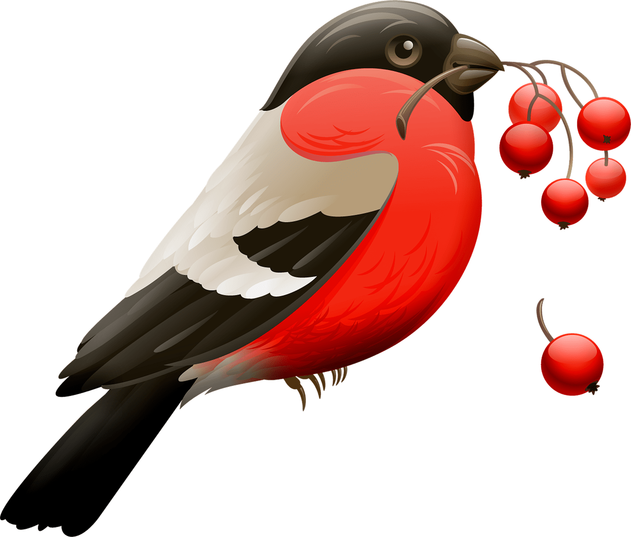 Cardinal log clipart transparent