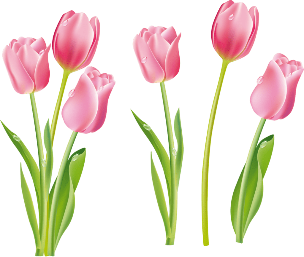 Tulip flores plantas clipart transparent