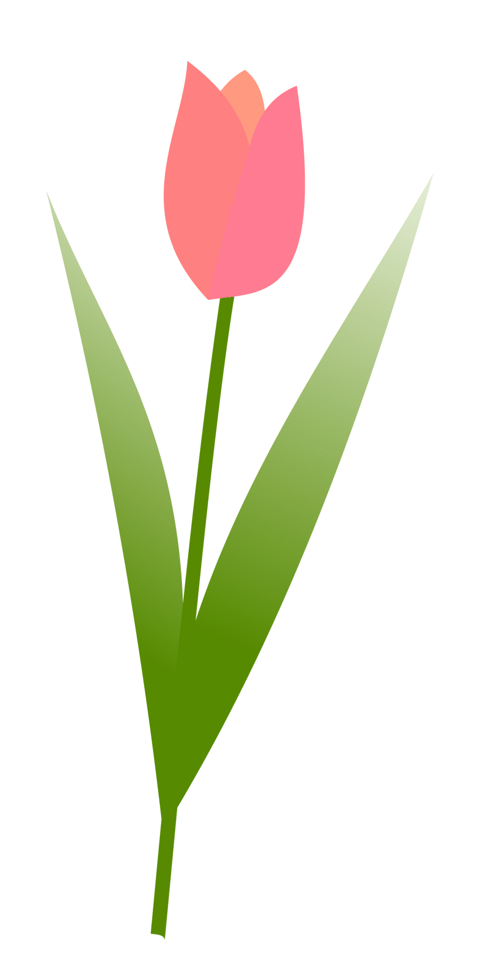 Tulip photo of pink clipart