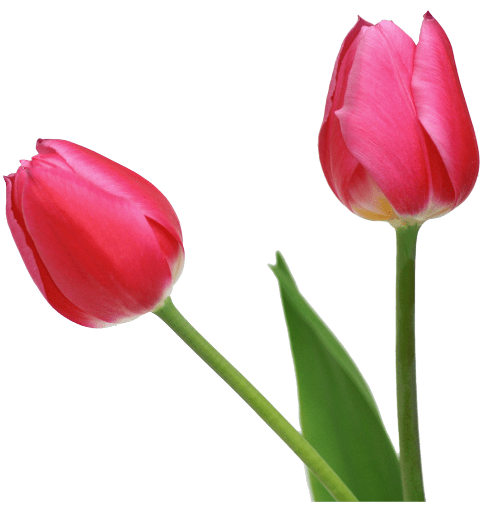 Tulip flowers clipart vector