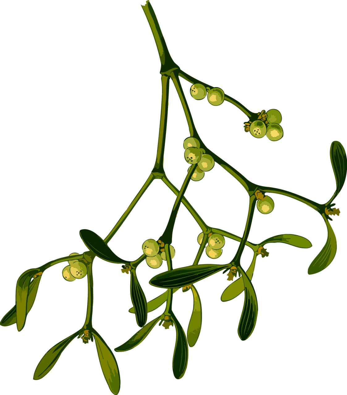 Mistletoe low resolution clipart transparent