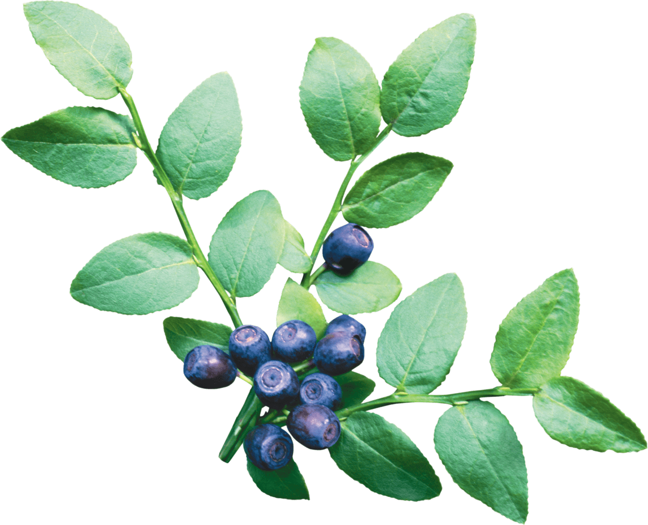 Blueberry image for clipart