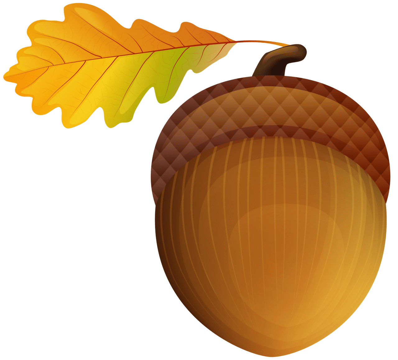 Acorn clipart image yopriceville high quality