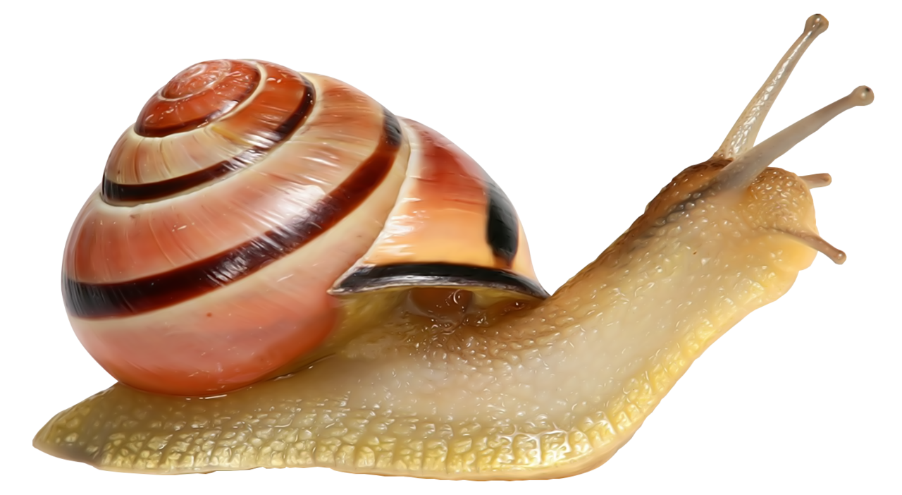 Snail pin page clipart vector 3