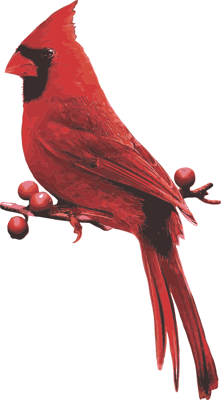 Male cardinal red bird with berries vector graphic clipart