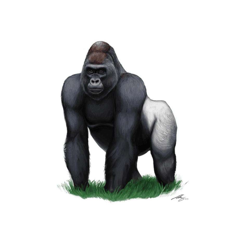 Gorilla clipart background