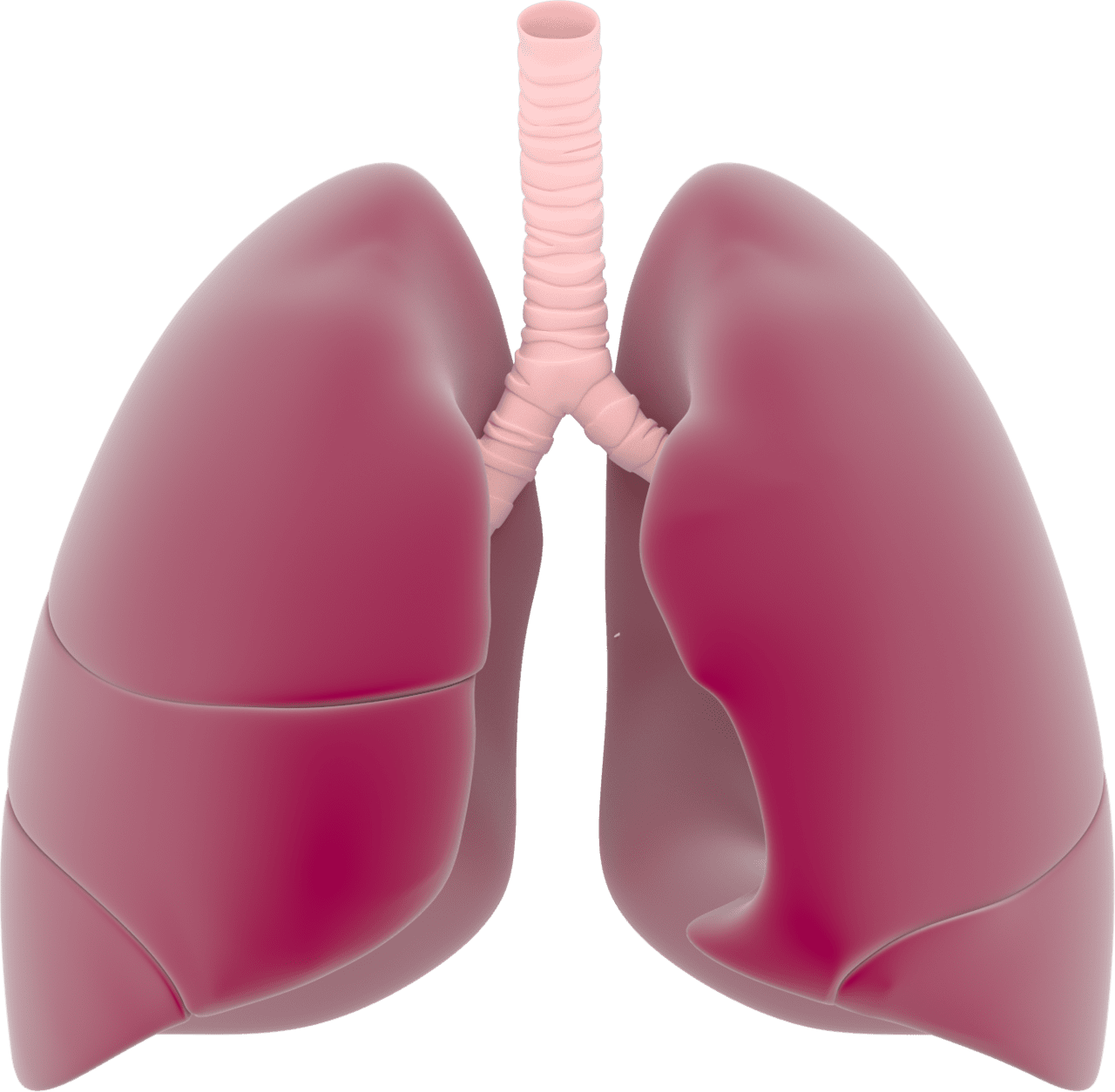 Lungs lung clip medical health graphics clipart logo