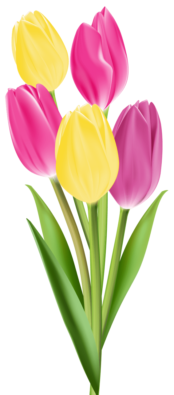 Tulip image clipart