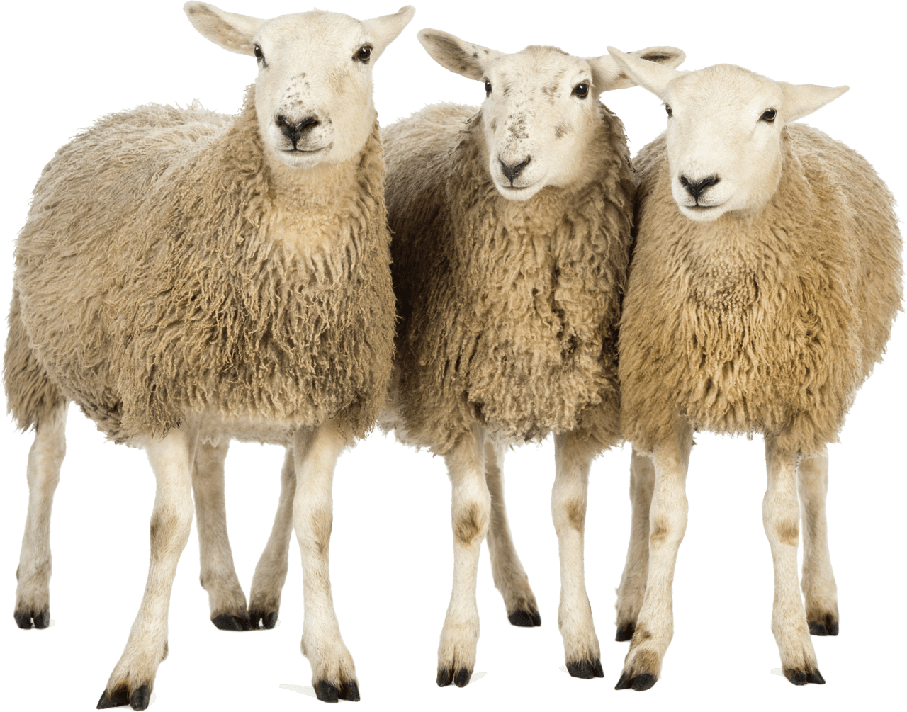 Lamb she image with background clipart