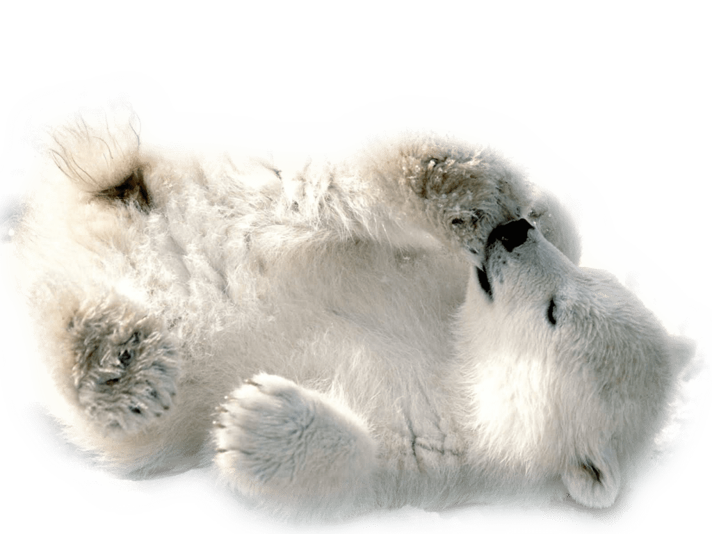 Polar bear white image size clipart 2