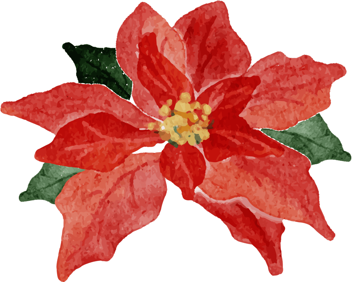 Watercolor christmas poinsettia flower bouquet elements clipart image