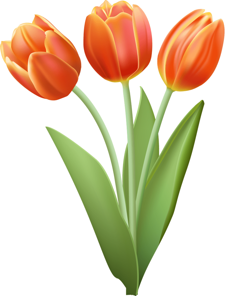 Tulip clipart free