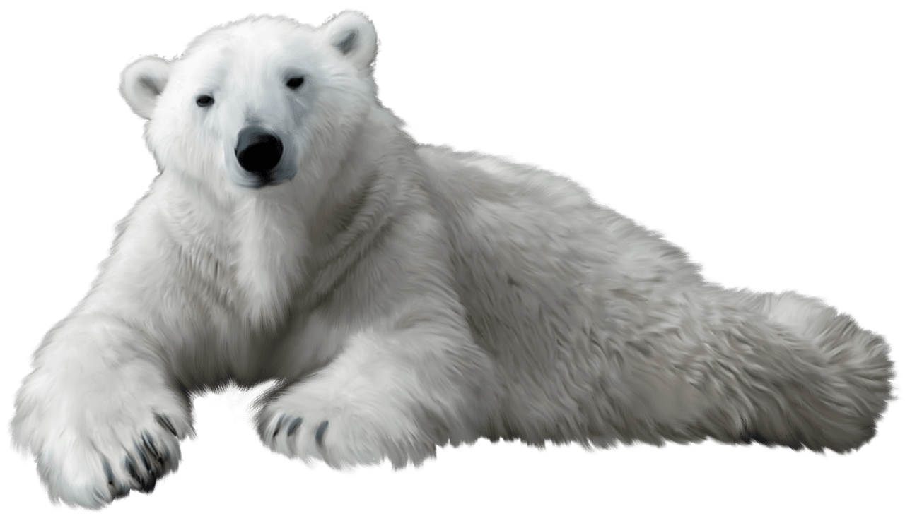 Polar bear clipart best logo