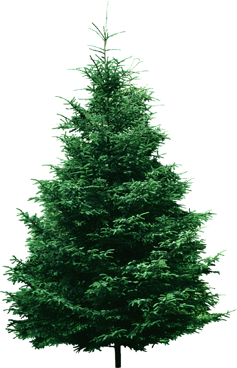 Pine tree pin page clipart vector