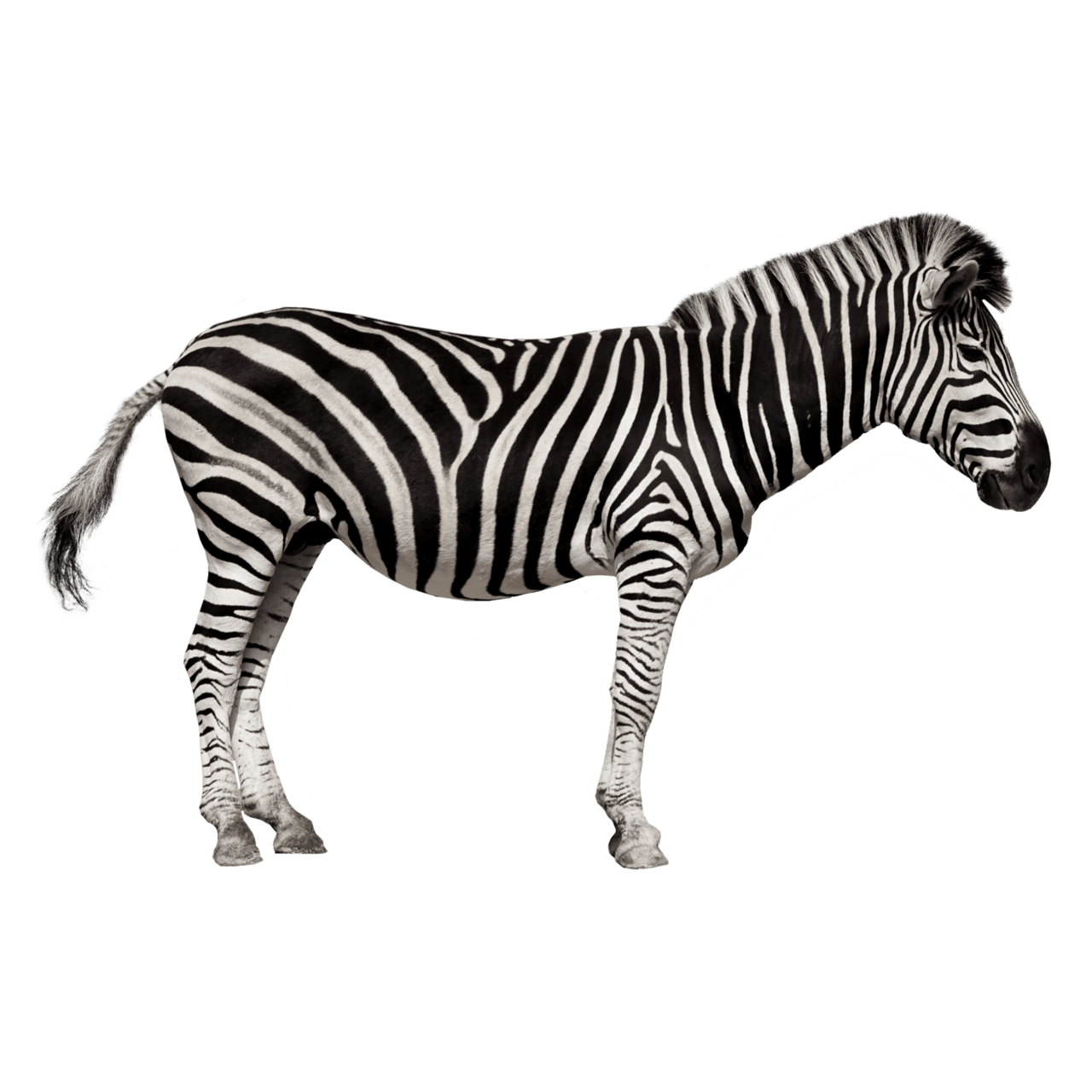 Zebra images hd oto clipart