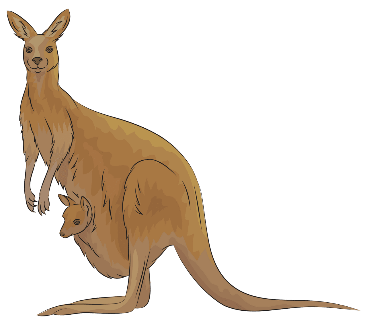 Kangaroo vector clipart images 2