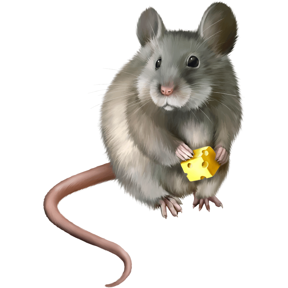 Mice rat images hd photo clipart 3