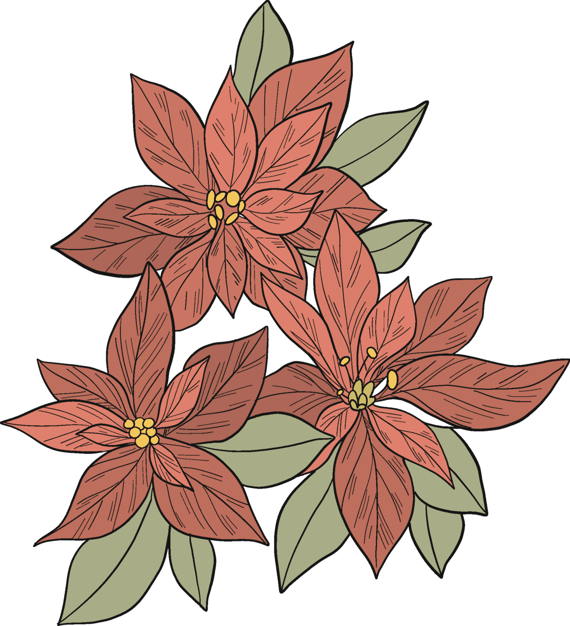 Poinsettia vector clipart images 2