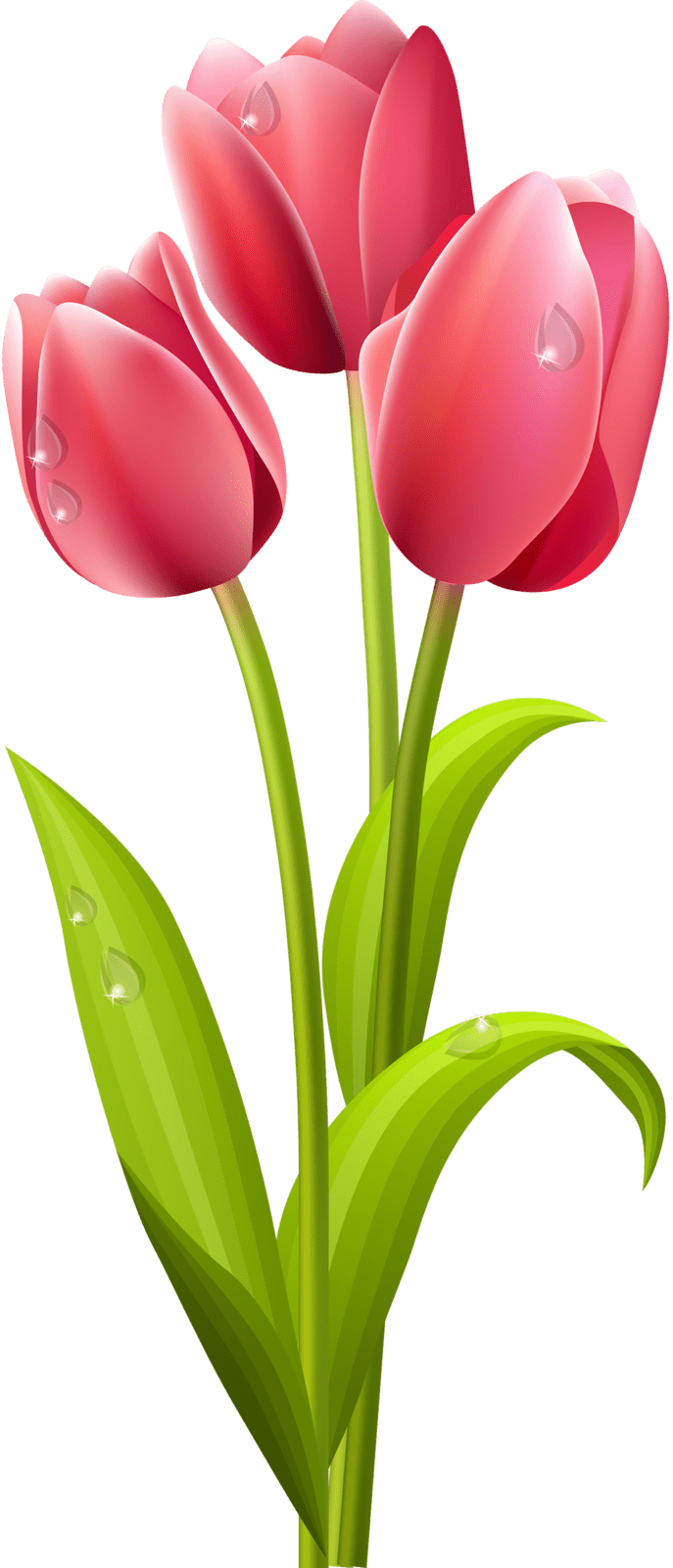 Tulip clipart clip art