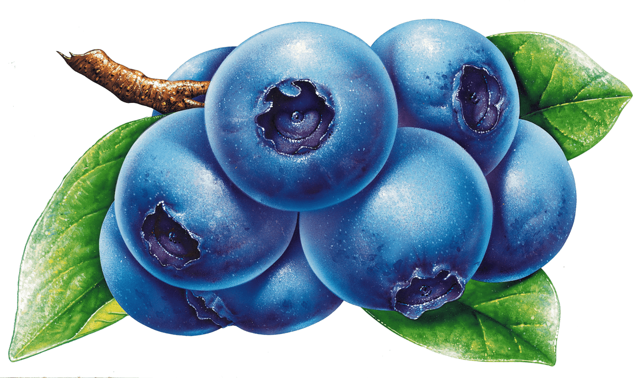Blueberries drawing blueberry clipart full size image