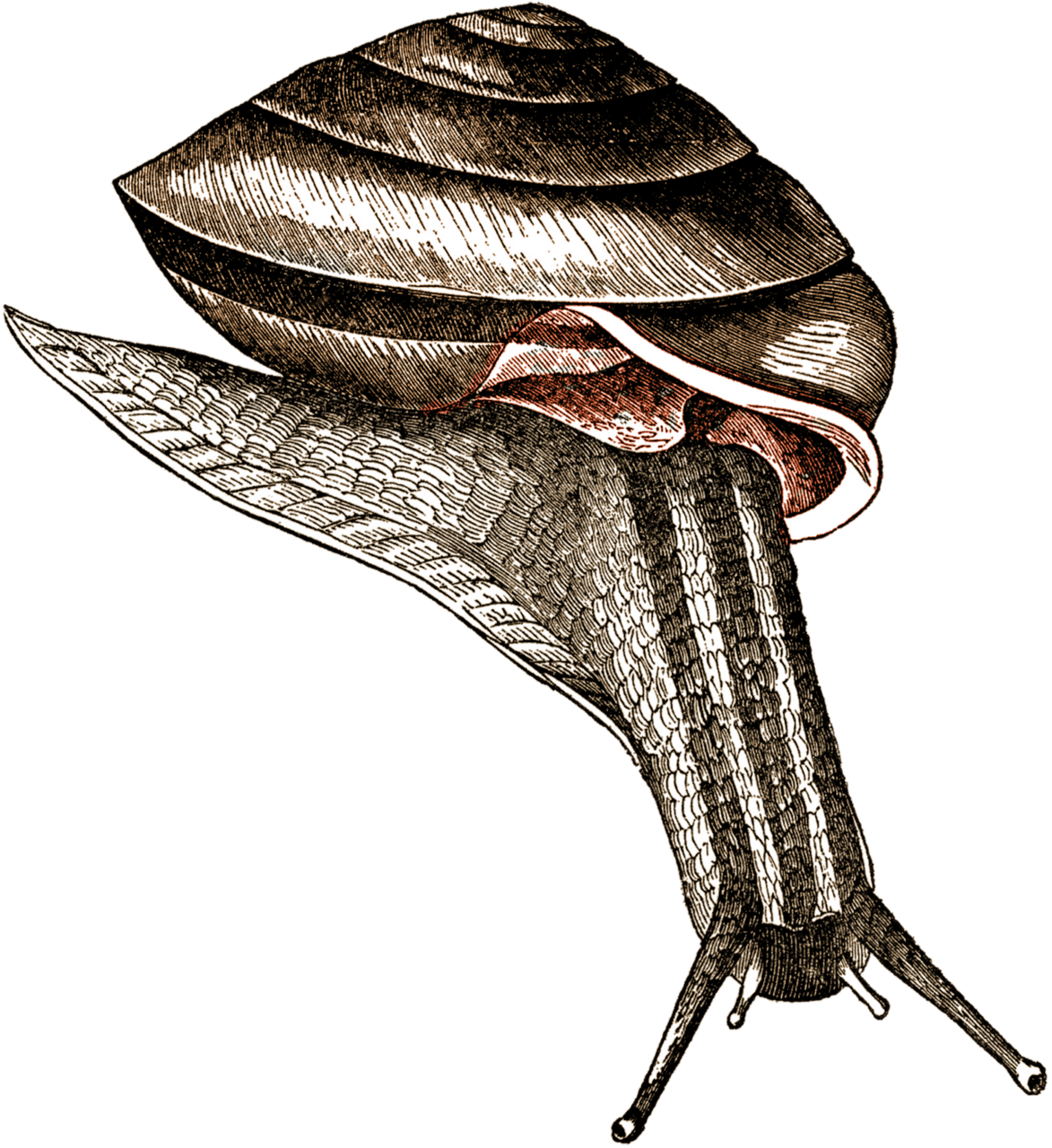 Snail caracol clipart free