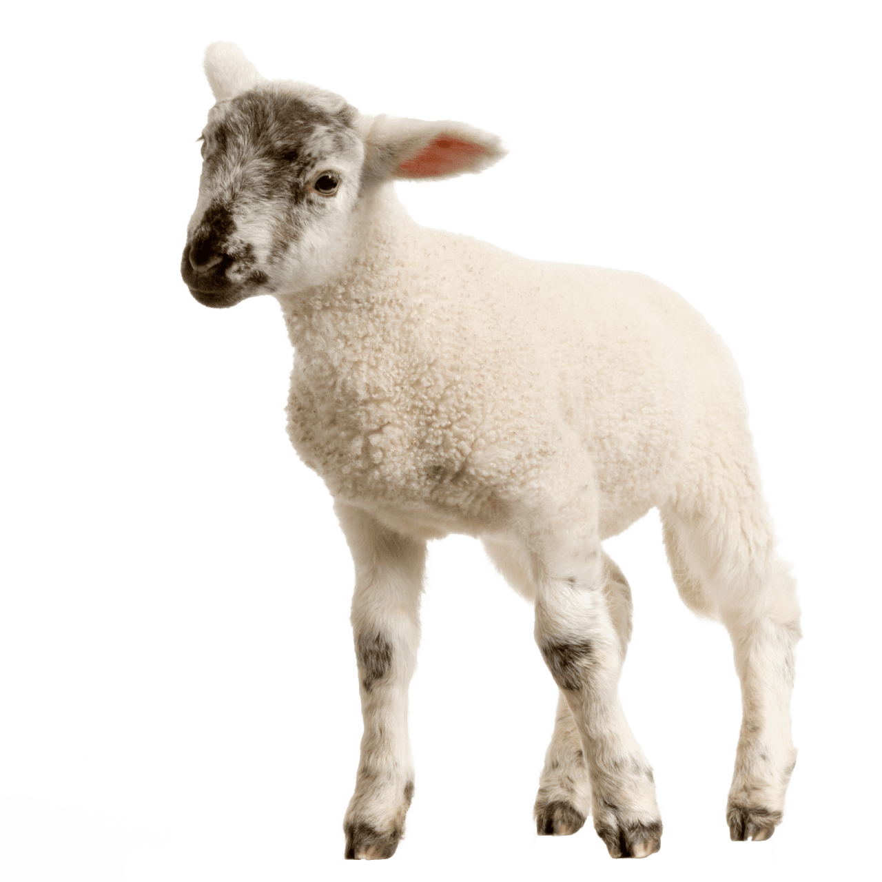 Baby lamb clipart free