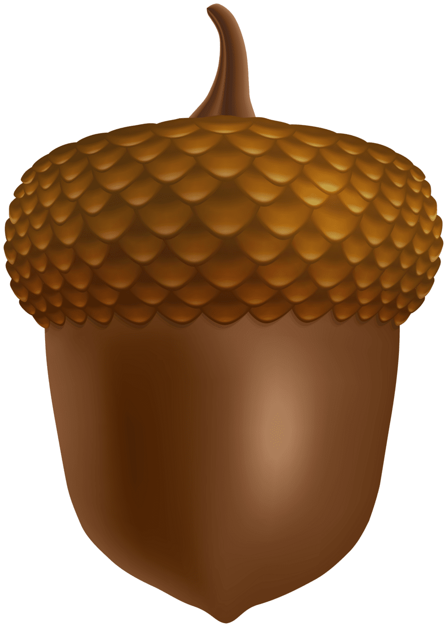 Brown acorn clipart high quality images and