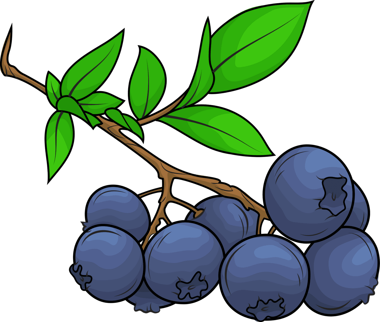 Blueberry vector clipart images